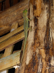 Anolis luciae