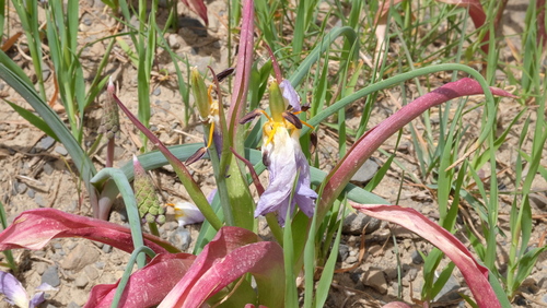 Tulipa saxatilis