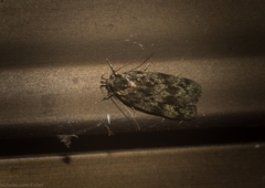 Barea phaulobrya