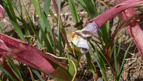Tulipa saxatilis
