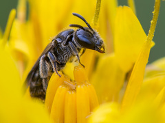 Hemihalictus