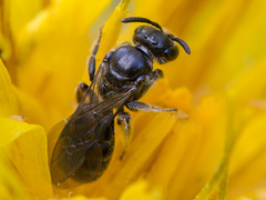 Hemihalictus