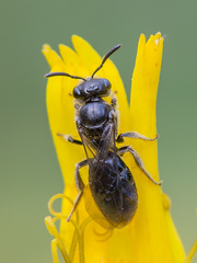 Hemihalictus