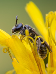 Hemihalictus