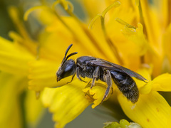 Hemihalictus