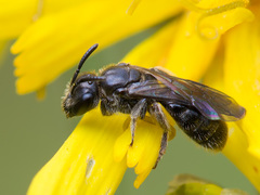 Hemihalictus