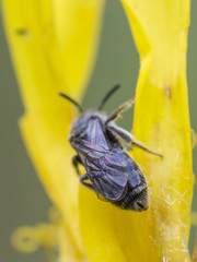 Hemihalictus