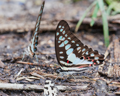 Graphium doson eleius