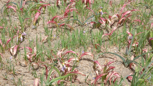 Tulipa saxatilis