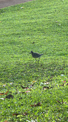 Pluvialis fulva observed 2025-09-12