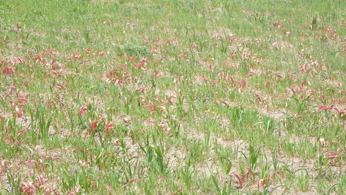 Tulipa saxatilis
