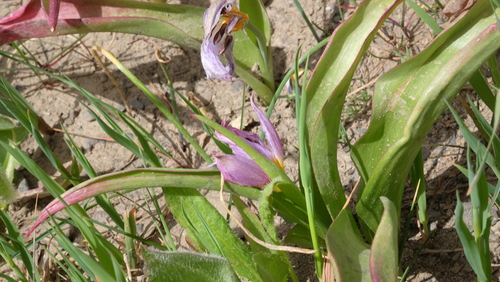 Tulipa saxatilis