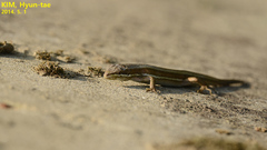 Takydromus wolteri