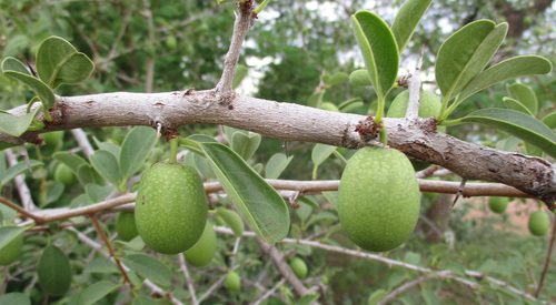 Ximenia americana var. caffra image