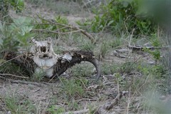 Ceratophaga vastella