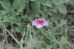 Dicerocaryum senecioides