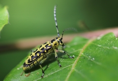 Saperda scalaris