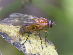 Thricops diaphanus