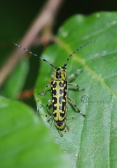 Saperda scalaris