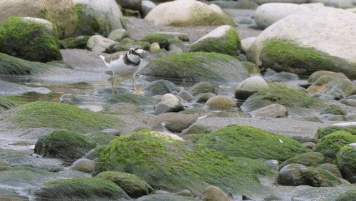 Little Ringed Plover