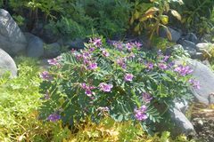 Astragalus japonicus