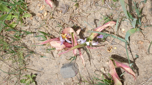 Tulipa saxatilis