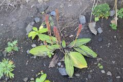 Plantago camtschatica