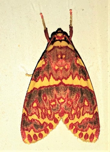Hyponerita similis