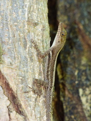 Anolis luciae