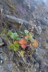Potentilla megalantha