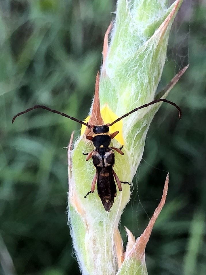 Hesthesis variegata