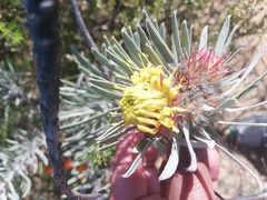 Leucospermum parile