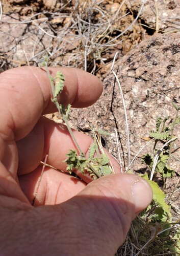 Tragia amblyodonta