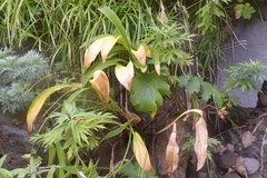 Allium ochotense