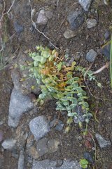 Stellaria ruscifolia