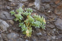 Stellaria ruscifolia
