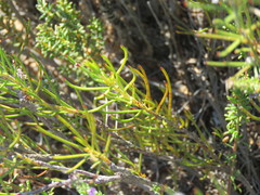 Serruria linearis