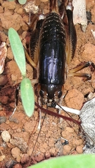 Lutosinae