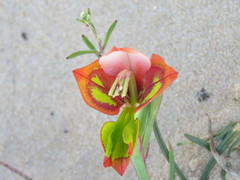 Gladiolus speciosus