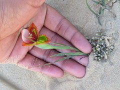 Gladiolus speciosus