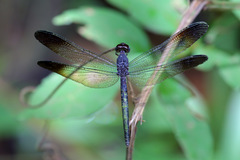 Uracis fastigiata