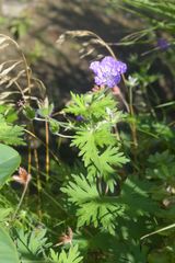 Geranium yesoense