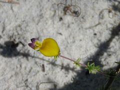 Aspalathus retroflexa bicolor