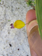 Aspalathus retroflexa bicolor