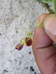 Aspalathus retroflexa bicolor