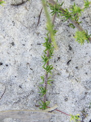 Aspalathus retroflexa bicolor