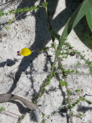 Aspalathus retroflexa bicolor