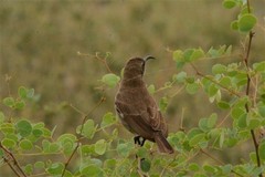 Chalcomitra senegalensis gutturalis