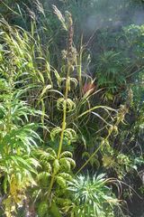 Pedicularis chamissonis