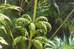 Pedicularis chamissonis